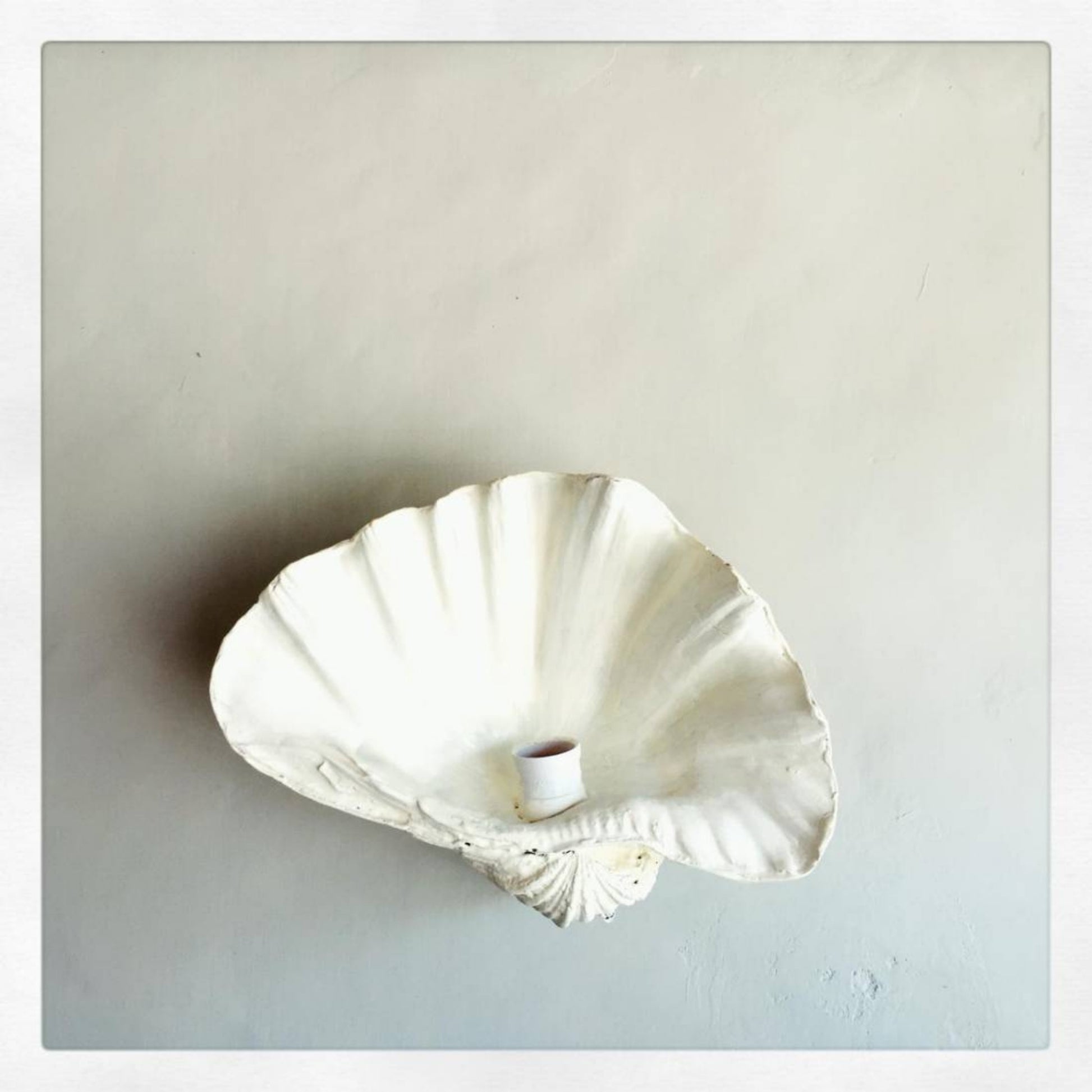 Open Fluted Shell Palm Beach Wall Sconce Wall Light Gypset Cargo