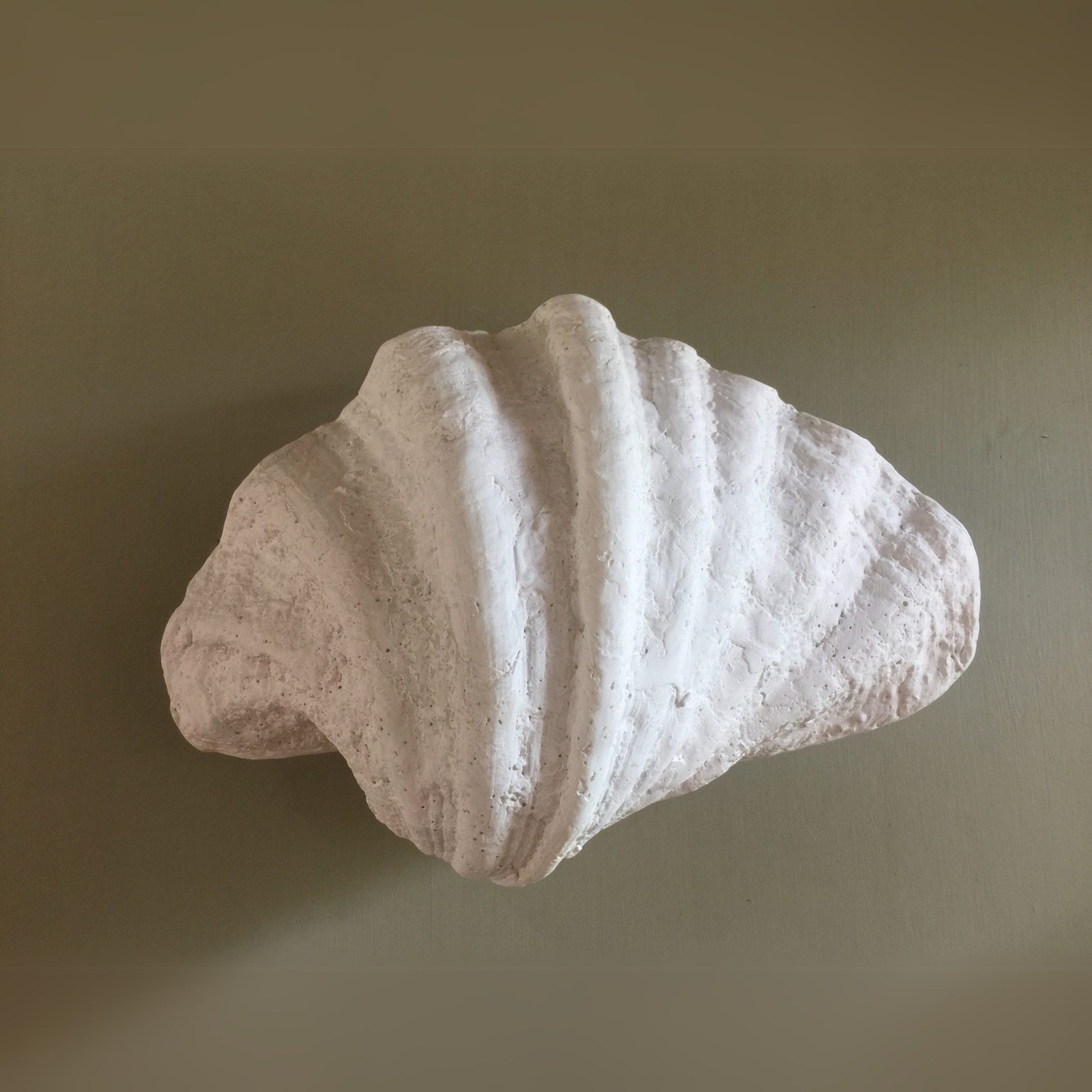 Fluted Shell Palm Beach Wall Sconce Wall Light Gypset Cargo Pearl White